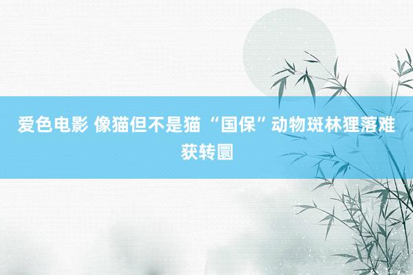 爱色电影 像猫但不是猫 “国保”动物斑林狸落难获转圜